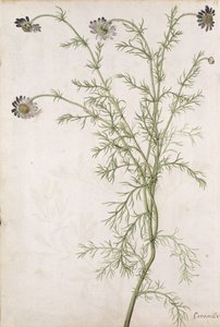Chamaemelum nobile Allioni, vers 1568 - Jacques Le Moyne